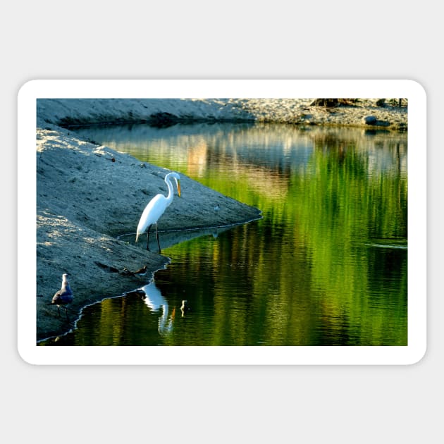 Oiseau aux repos en bord de l'eau Sticker by franck380